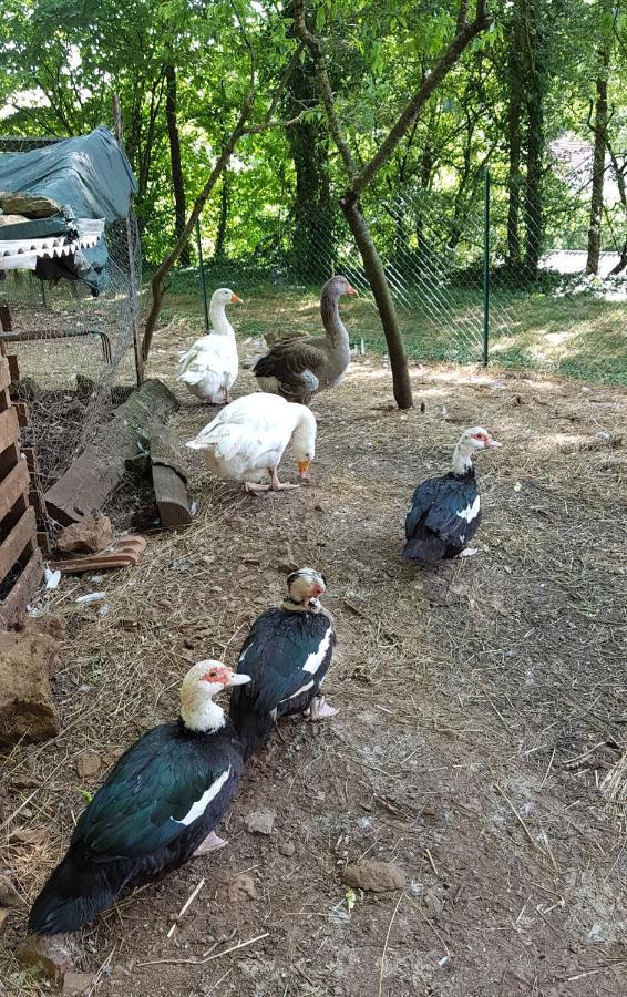Gite Santenay Les Bains Saint-Sernin-du-Plain Esterno foto